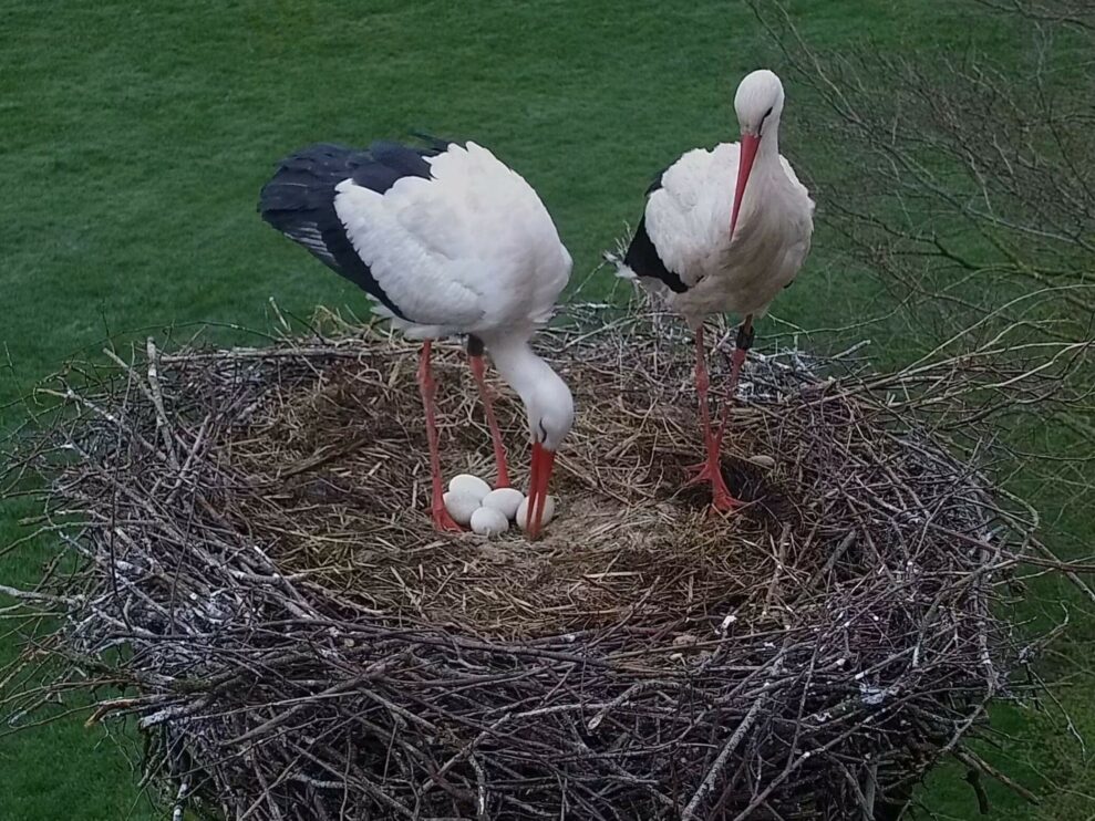 {{brizy_dc_image_alt entityId=