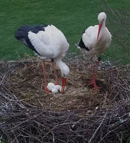 {{brizy_dc_image_alt entityId=